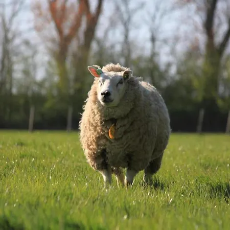 Villa Modern Dutch With Terrace