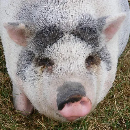 Modern Dutch With Terrace Villa