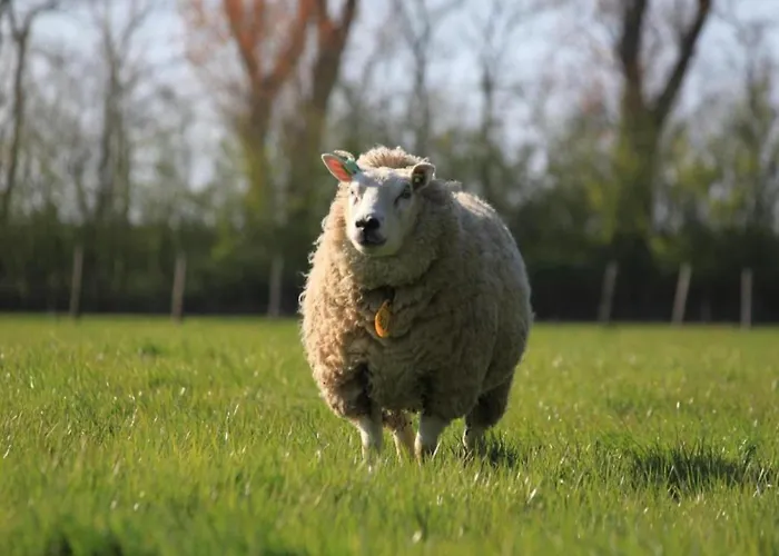 Villa Modern Dutch With Terrace