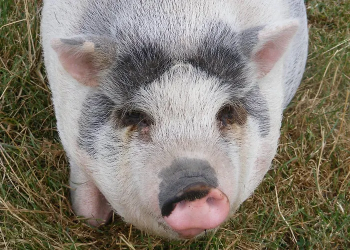 Modern Dutch With Terrace Villa